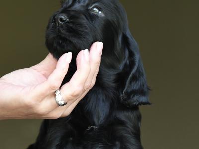 KC Registered Show Cocker Spaniel puppies in Tyrone