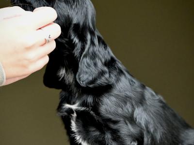 KC Registered Show Cocker Spaniel puppies in Tyrone