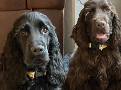 Purebred male IKC Registered English Cocker Spaniel puppy (MilaRocco Kennel) in Dublin