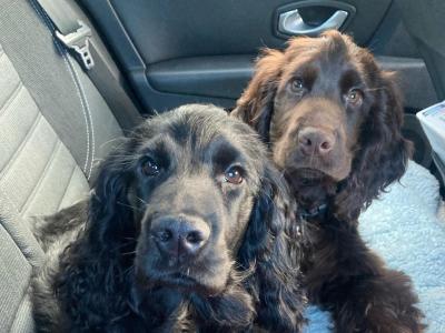 Purebred male IKC Registered English Cocker Spaniel puppy (MilaRocco Kennel) in Dublin
