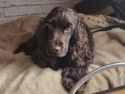 Purebred male IKC Registered English Cocker Spaniel puppy (MilaRocco Kennel) in Dublin