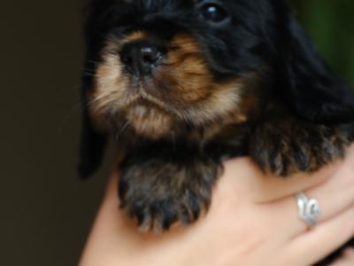 KC Registered Show Cocker Spaniel puppies in Tyrone