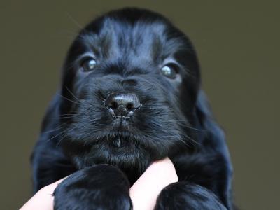 KC Registered Show Cocker Spaniel puppies in Tyrone
