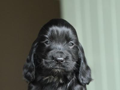 KC Registered Show Cocker Spaniel puppies in Tyrone