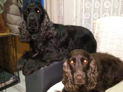 Purebred male IKC Registered English Cocker Spaniel puppy (MilaRocco Kennel) in Dublin