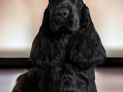 KC Registered Show Cocker Spaniel puppies in Tyrone
