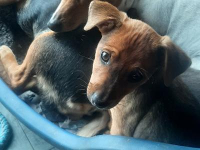 Border Collie x Jack Russell puppies and 2 Jack Russell puppies for sale in Cork