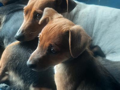 Border Collie x Jack Russell puppies and 2 Jack Russell puppies for sale in Cork