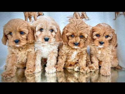 Health checked Non Shed Cavapoo puppies 🩷 in Cavan