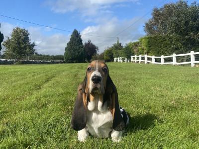 Basset Hound puppies