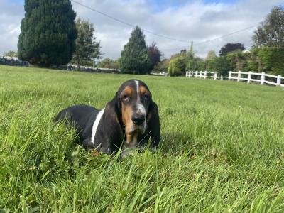 Basset Hound puppies