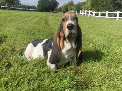 Basset Hound puppies