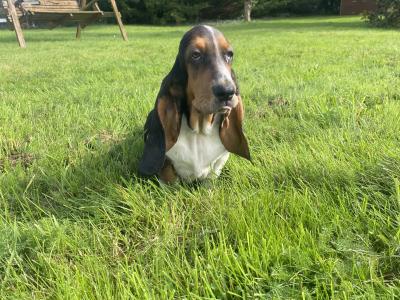 Basset Hound puppies