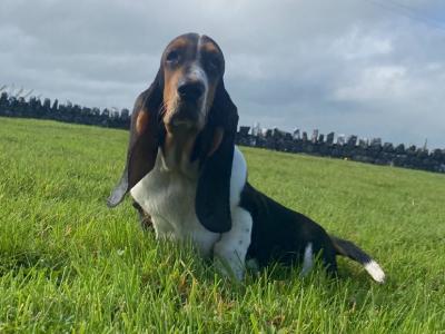 Basset Hound puppies