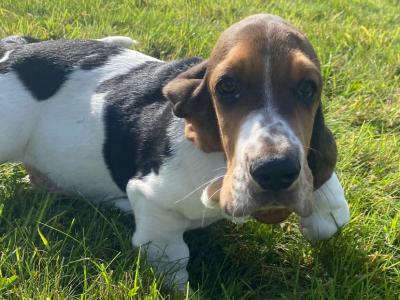 Basset Hound puppies