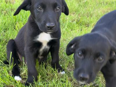 Labrador X Collie Pups