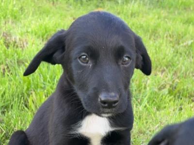 Labrador x Collie puppies in Cavan