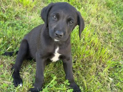 Labrador X Collie Pups
