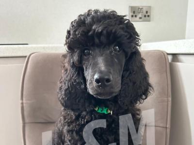 Standard Poodle puppies for sale in Meath