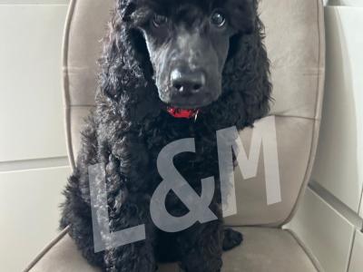 Standard Poodle puppies for sale in Meath