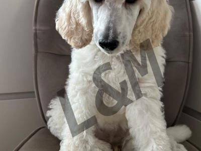 Standard Poodle puppies for sale in Meath