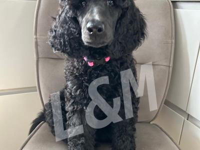 Standard Poodle puppies for sale in Meath