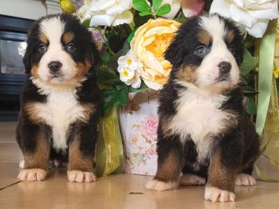 IKC Registered(pending) Bernese Mountain Dog puppies in Leitrim