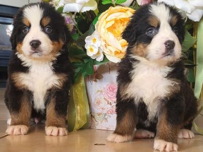 Two beautiful female IKC Registered Bernese Mountain Dog puppies in Leitrim