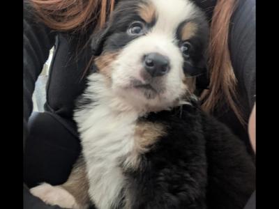 IKC Registered(pending) Bernese Mountain Dog puppies in Leitrim