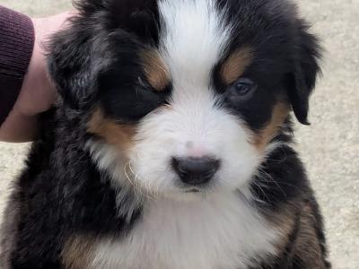IKC Registered(pending) Bernese Mountain Dog puppies in Leitrim