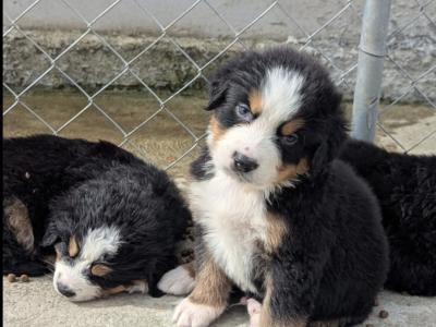 IKC Registered(pending) Bernese Mountain Dog puppies in Leitrim