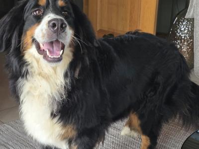 IKC Registered(pending) Bernese Mountain Dog puppies in Leitrim