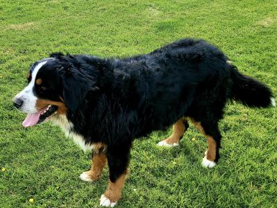 IKC Registered(pending) Bernese Mountain Dog puppies in Leitrim