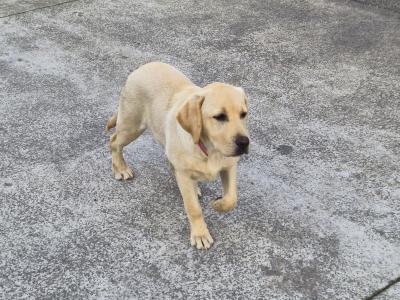 Beautiful female Labrador