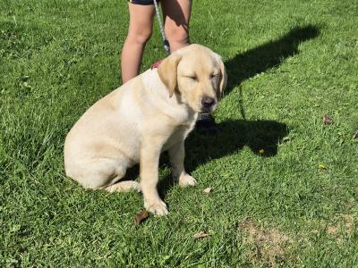 Beautiful female Labrador