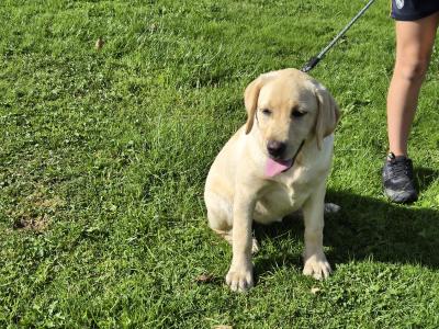 Beautiful female Labrador