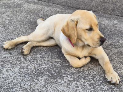 Beautiful female IKC Registered Labrador puppy in Tipperary