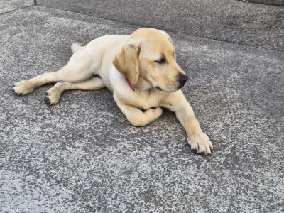 Beautiful female Labrador