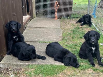 Collie Setter puppies