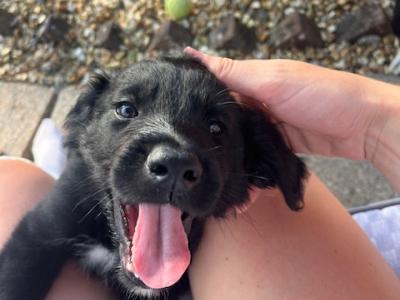 Collie Setter puppies