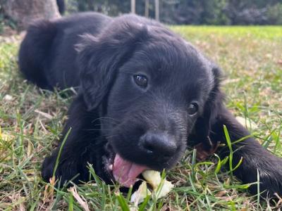 Collie Setter puppies