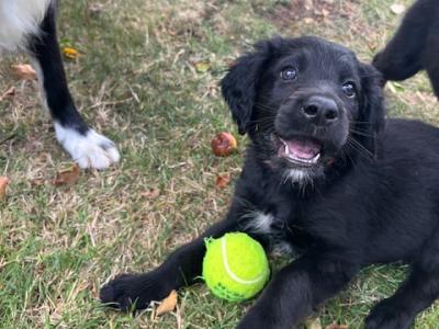 Collie Setter puppies