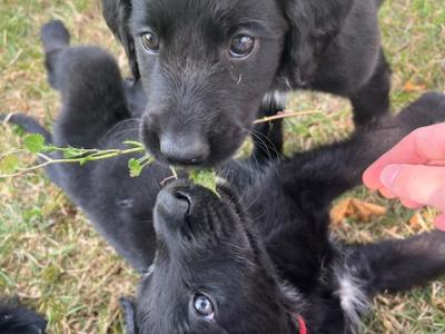 Collie Setter puppies