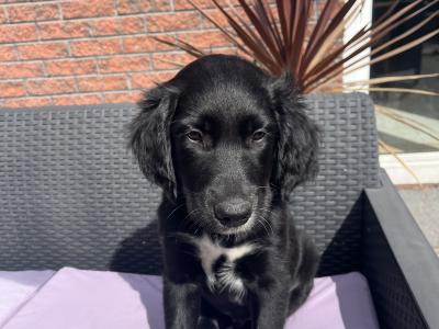 Collie Setter puppies