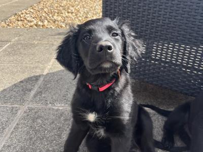 Collie Setter puppies