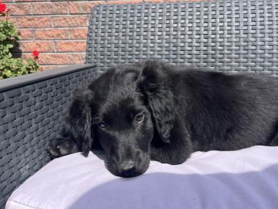 Collie Setter puppies