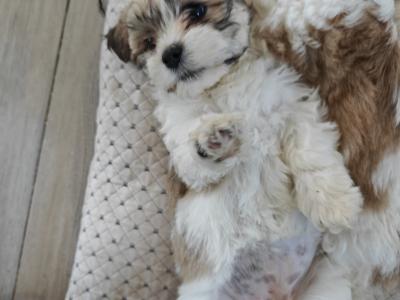 Shichon puppies in Kilkenny