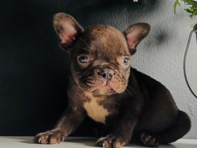 Purebred French Bulldog Girl♥️ and Boy♥️