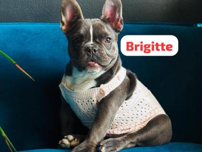 Purebred French Bulldog Girl♥️ and Boy♥️