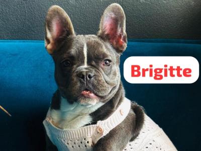 Purebred French Bulldog puppies a Girl ♥️ and a Boy ♥️ in Dublin